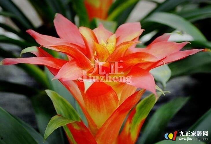 凤梨花图片及花语,凤梨花百科知识