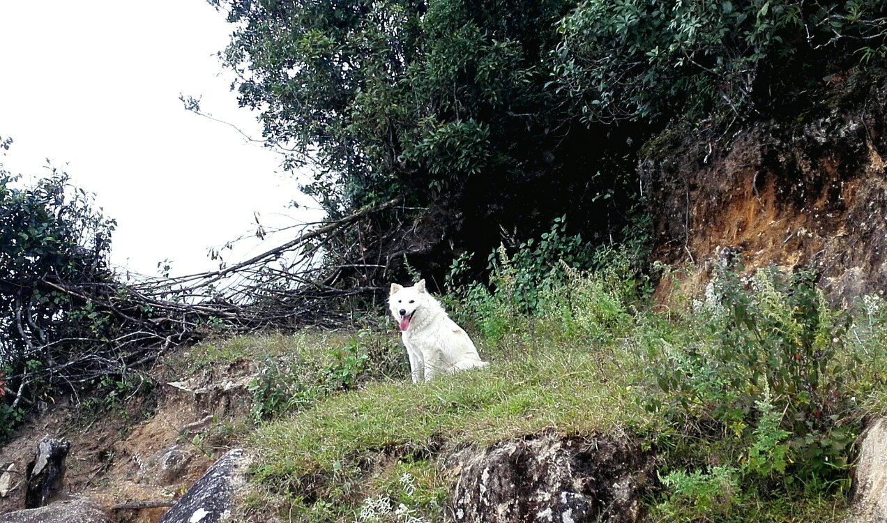养鸡养羊还养生，德宏的这个地方，去了就不想走了！