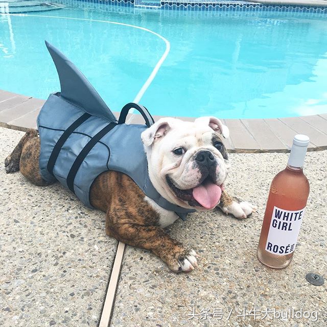 养英国斗牛犬应该注意什么,英国斗牛犬需要注意什么