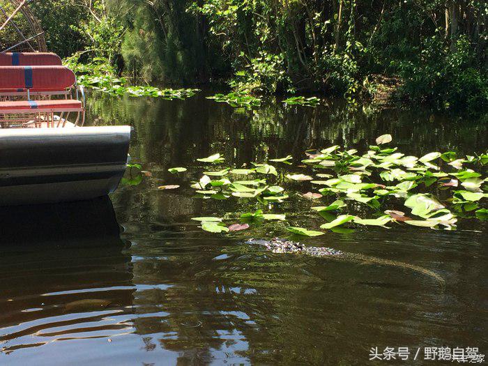 野鹅旅行,野鹅自驾无人区