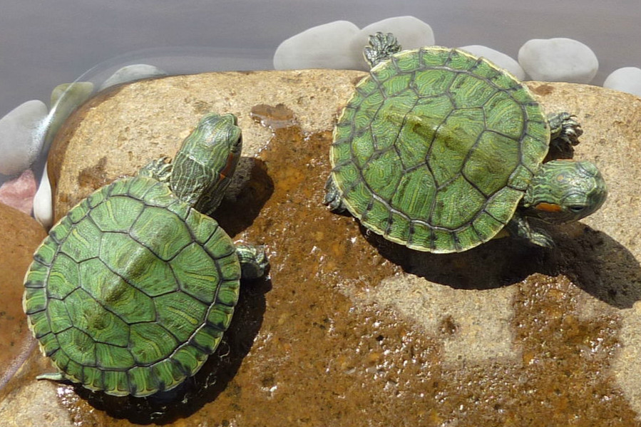 农村水域外来物种巴西龟可怕入侵中华本地乌龟前景堪忧