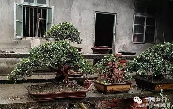 蚊母盆景的养殖方法,盆景中华蚊母的小叶叶片图片