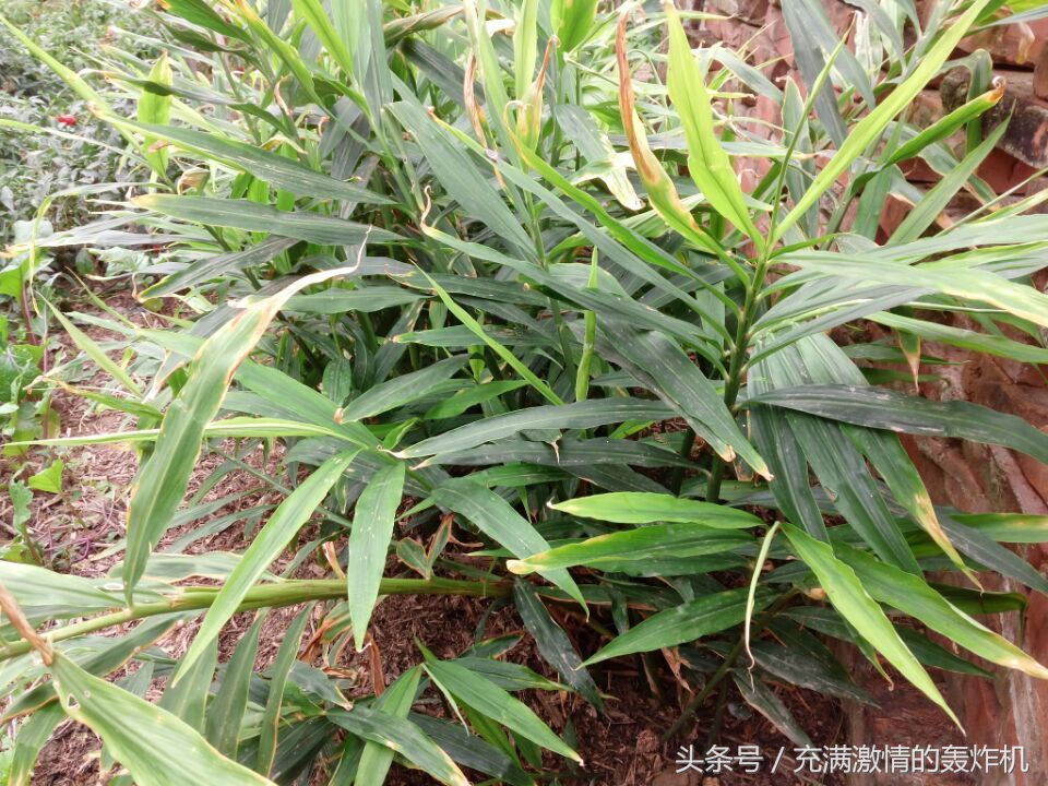 富贵竹与人的关系,富贵竹和普通竹子的区别