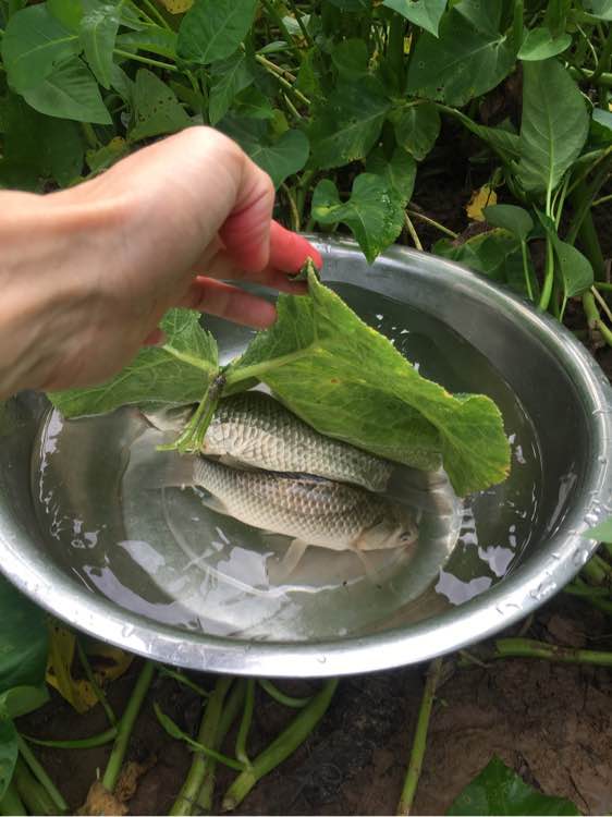 为什么野钓更舒服,为什么野钓要钓底