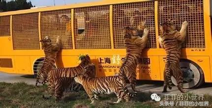 周记秋游上海野生动物园,上海野生动物园春秋游