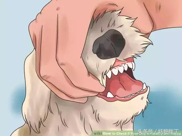 狗狗在家就可以做的体检方法！