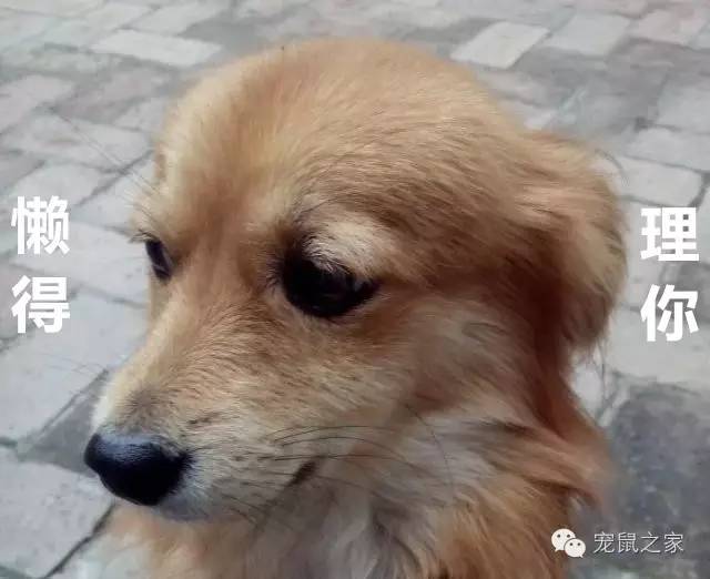 豚鼠各类饲养装备优缺点汇总之上篇