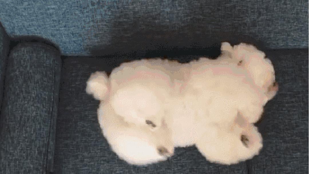 狗狗叼着玩具娃娃,狗狗玩玩具娃娃