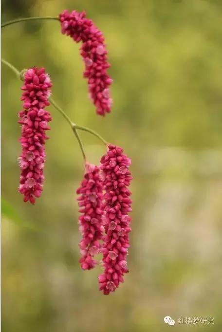 元春为什么离开王熙凤,元春犯了什么错