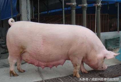 母猪保健有哪些注意要点