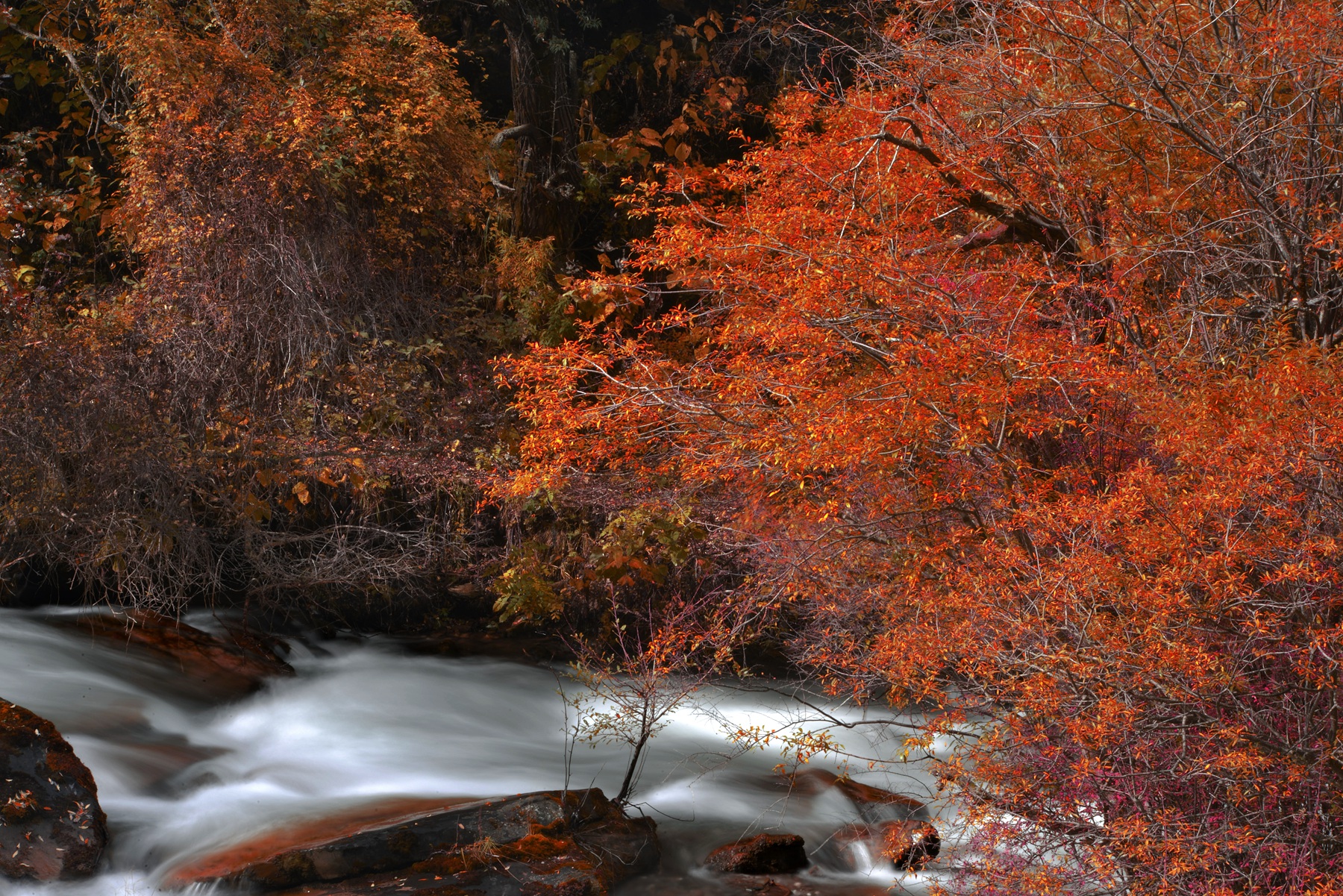 四川雅安宝兴夹金山天气预报,赞美宝兴夹金山红叶