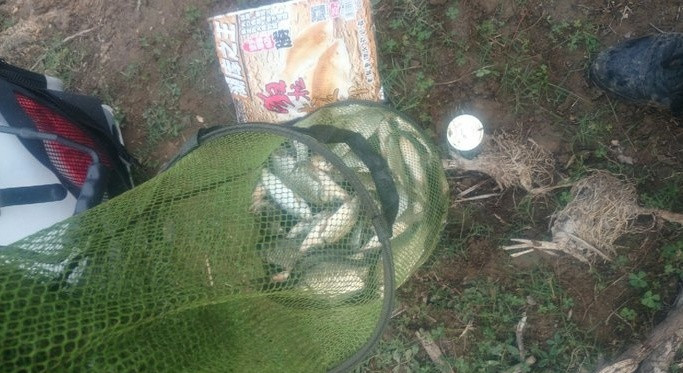 野河野钓小鲫鱼爆盆,山野小城在废弃鱼塘钓鲫鱼