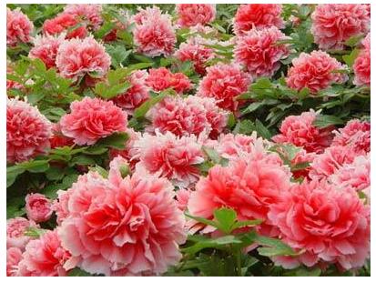 日常女性养生知识大全集,30岁健康养生小知识