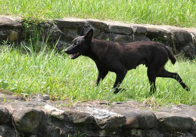 母狗发烧小狗全死,母狗发烧了