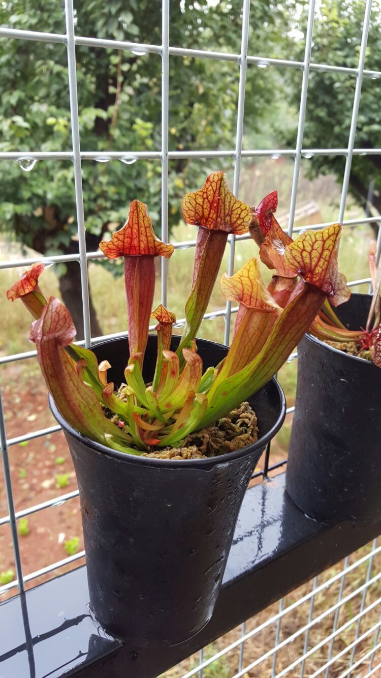 向阳的玻璃花房,玻璃花房设计建造