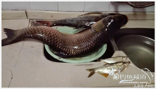 菜地钓鲫鱼绝密技巧,菜地钓白条视频大全