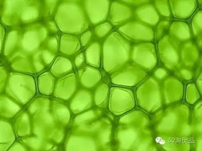 叶绿素焕肤红蓝光,叶绿素可以美容养颜