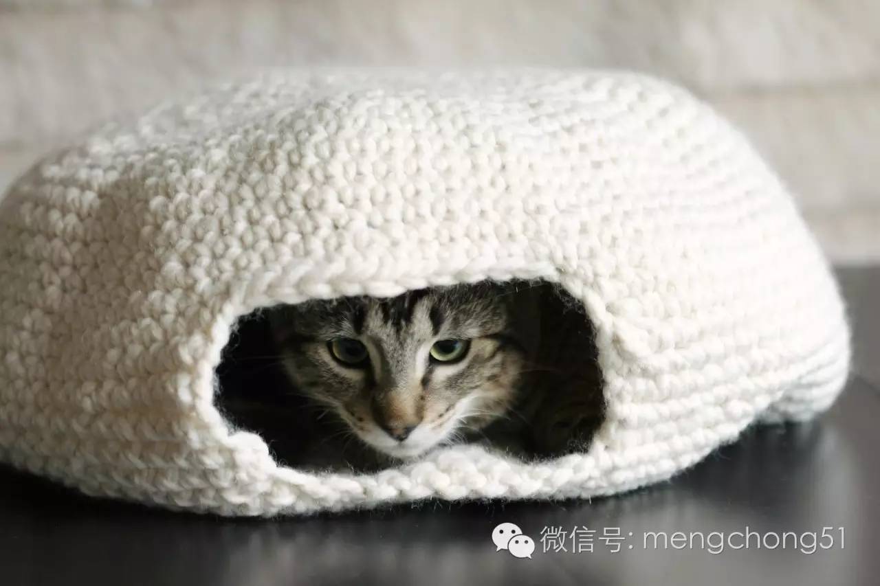 猫咪感染猫瘟怎么解决,猫咪打预防针还会感染猫瘟么