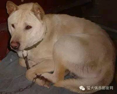 中国的土狗有哪些品种,中国最凶猛的十大土狗