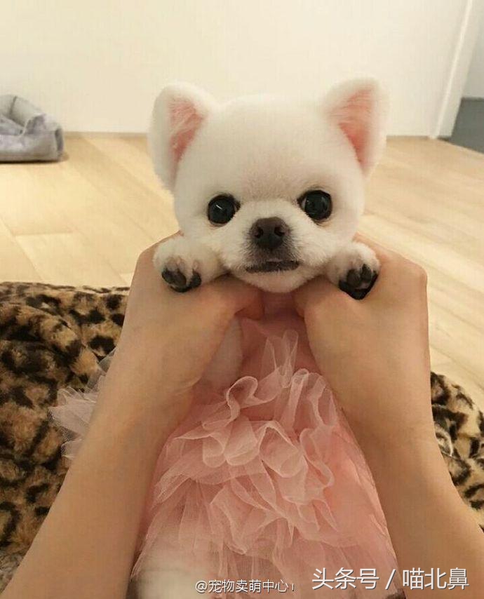 猫奴求助猫猫淘气吃了一点书法印泥会中毒吗？在线等，挺急的。