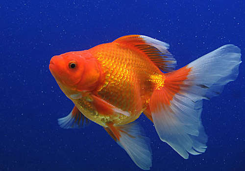 怎么挑选鱼视频教程,鱼粮该怎样挑选有秘诀