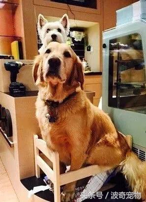 金毛能有多吃醋,金毛为什么容易吃醋