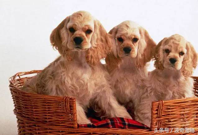 狗狗品种大全图片及简介,狗狗的所有类型品种大全介绍