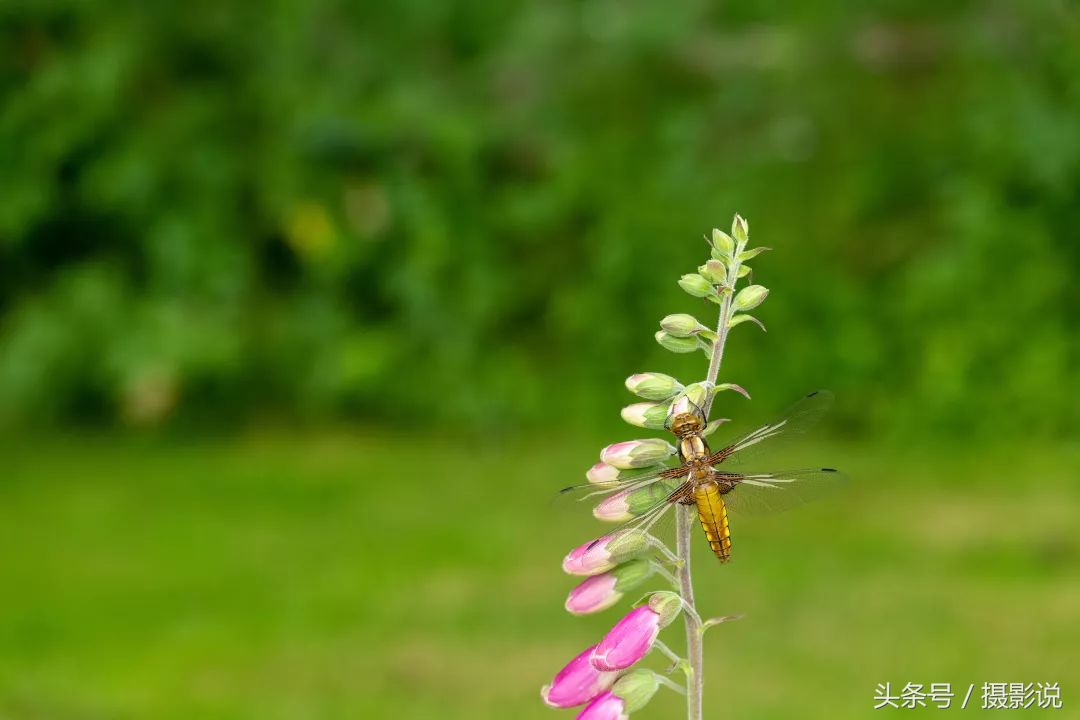 ross璇勬祴,ross娴嬭瘎