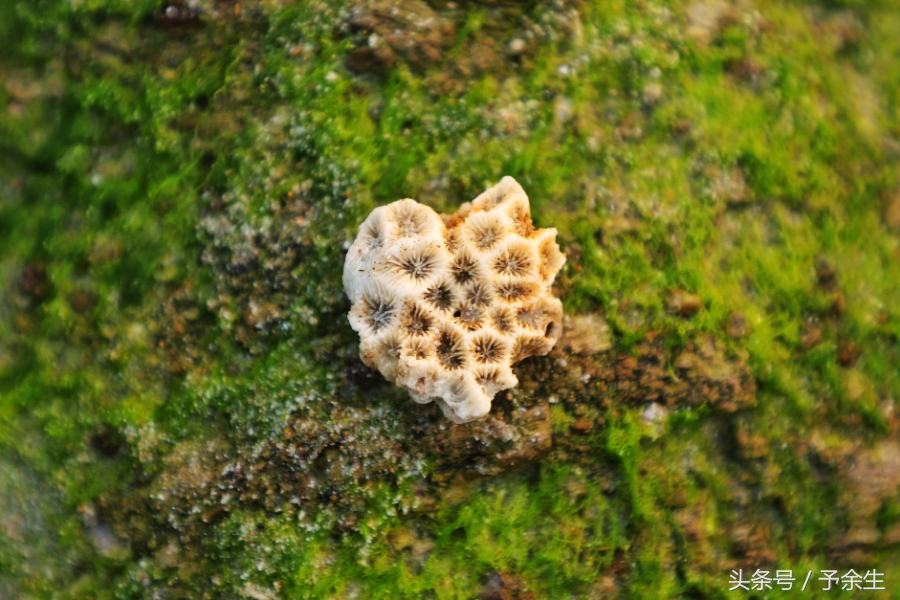 行麦径风景时宿轻沙绵风中