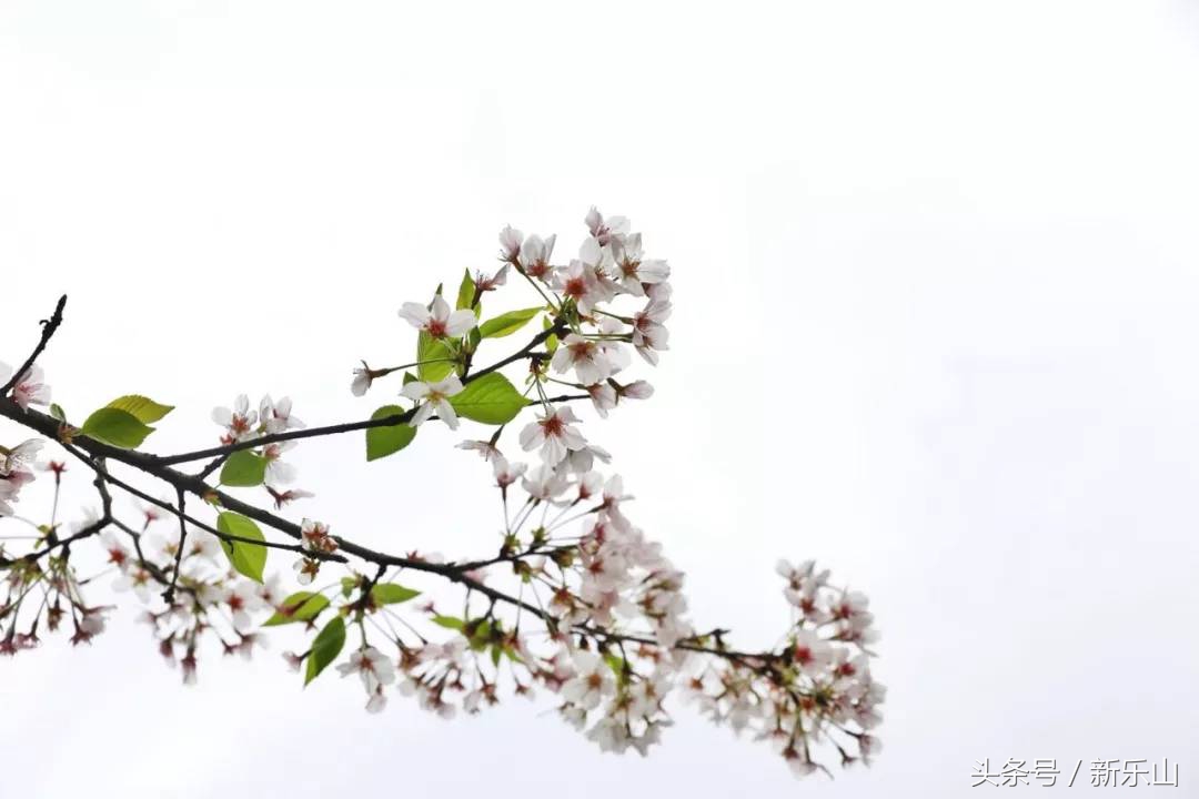 乐山的春天有多美,没去过乐山大佛但感觉去过