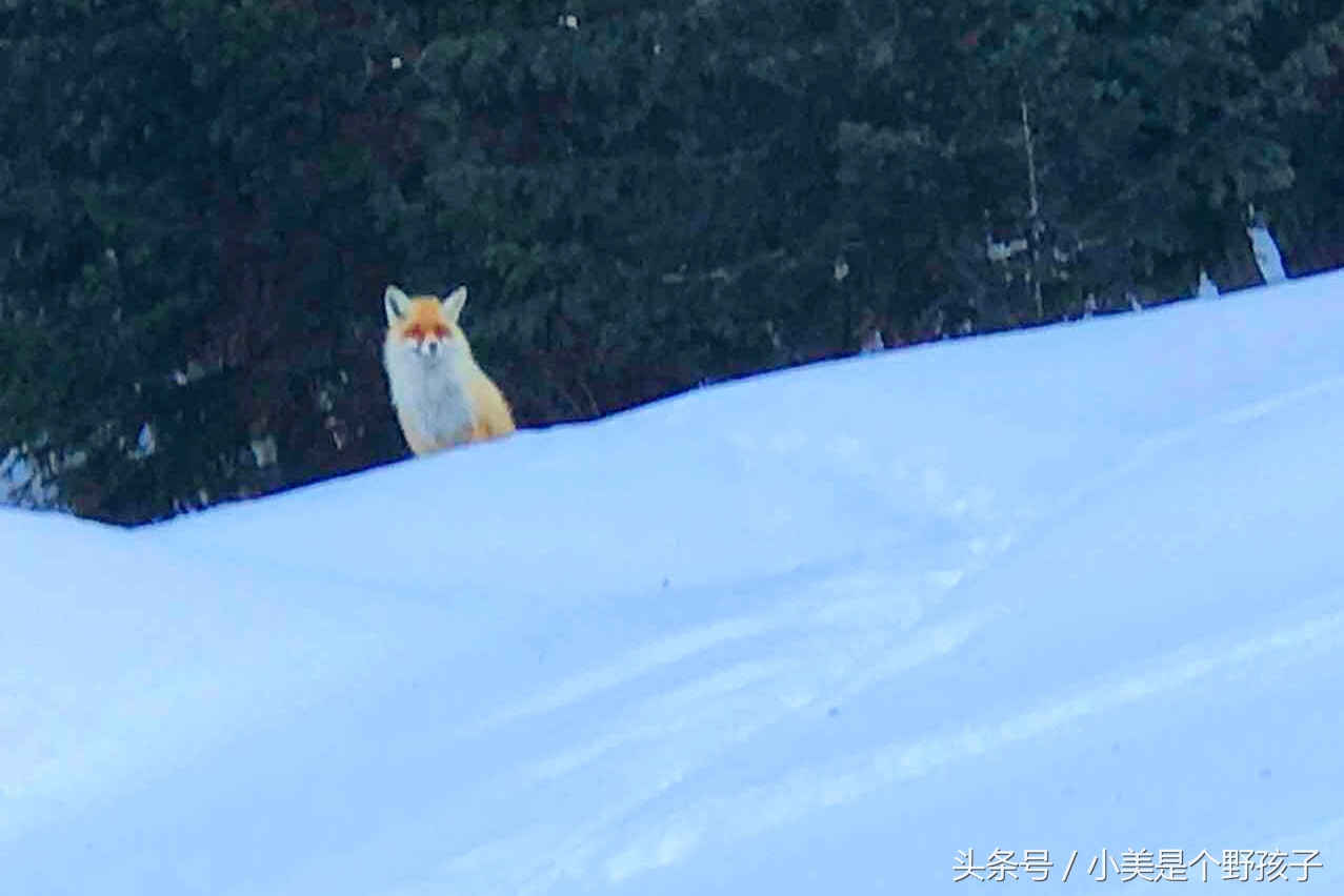 新疆新和县滑雪场,阿勒泰滑雪场野雪