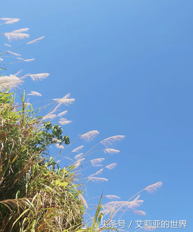 生活不止杯中的枸杞还有诗和远方 (生活不止有诗和远方 还有枸杞)