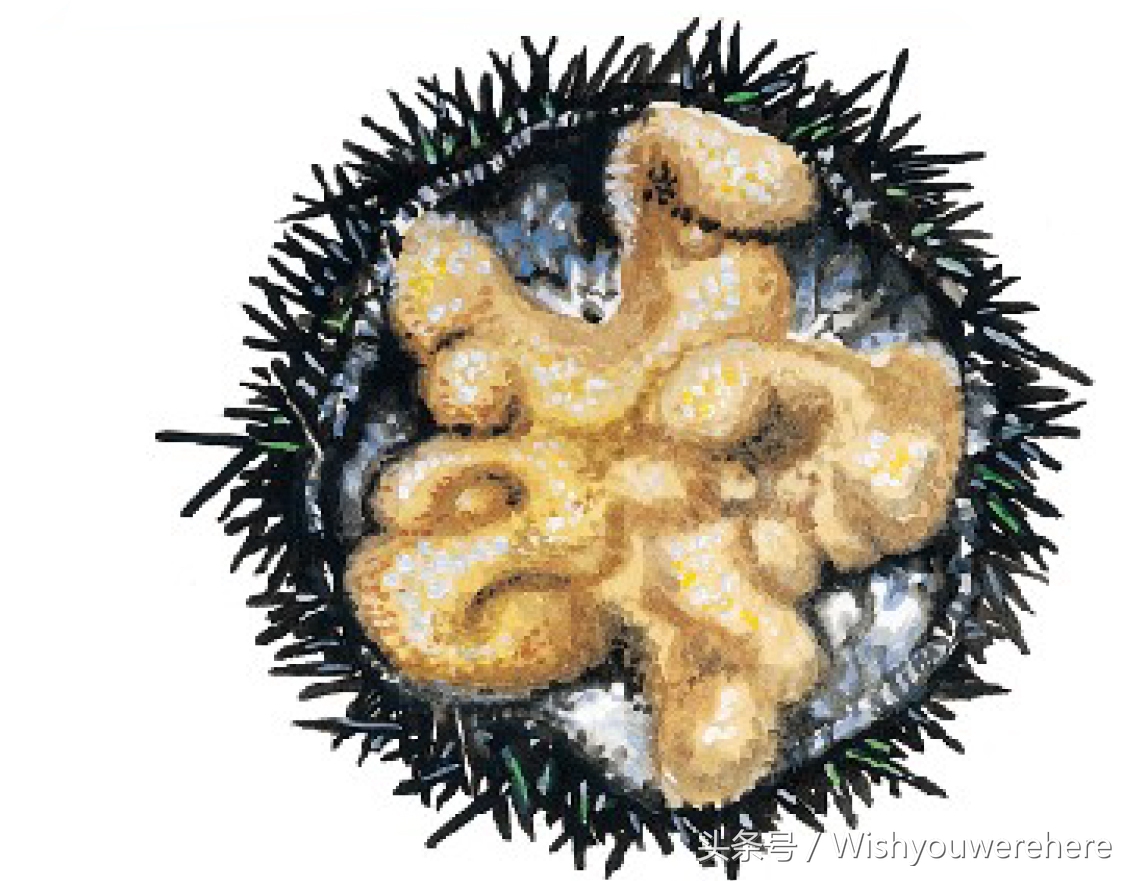 海鲜指南挪威,挪威美食海鲜大餐