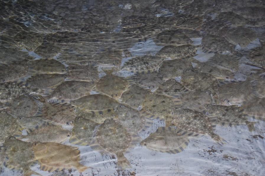 条斑星鲽工厂化养殖技术,星斑川鲽的营养价值