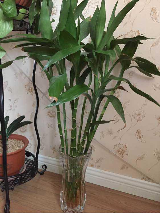 富贵竹黄叶是缺什么,富贵竹都黄叶了的视频