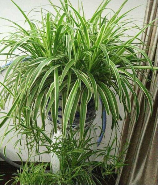 吸毒花怎么养,家庭好养的无毒花