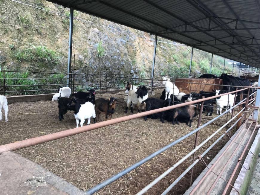 养殖动物品种大全,特种动物养殖品种