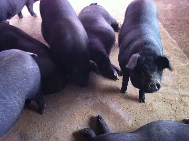 辽阳地下美食,辽阳市里美食