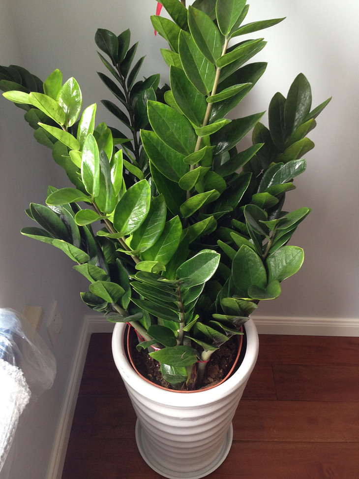 有招财守财寓意的花,招财纳财的花