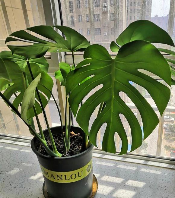 卫生间香花草,卫生间除臭植物花