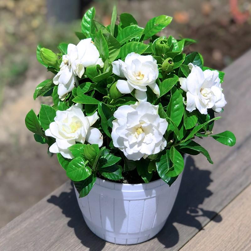 什么样的花好养又耐活,哪些花坑人