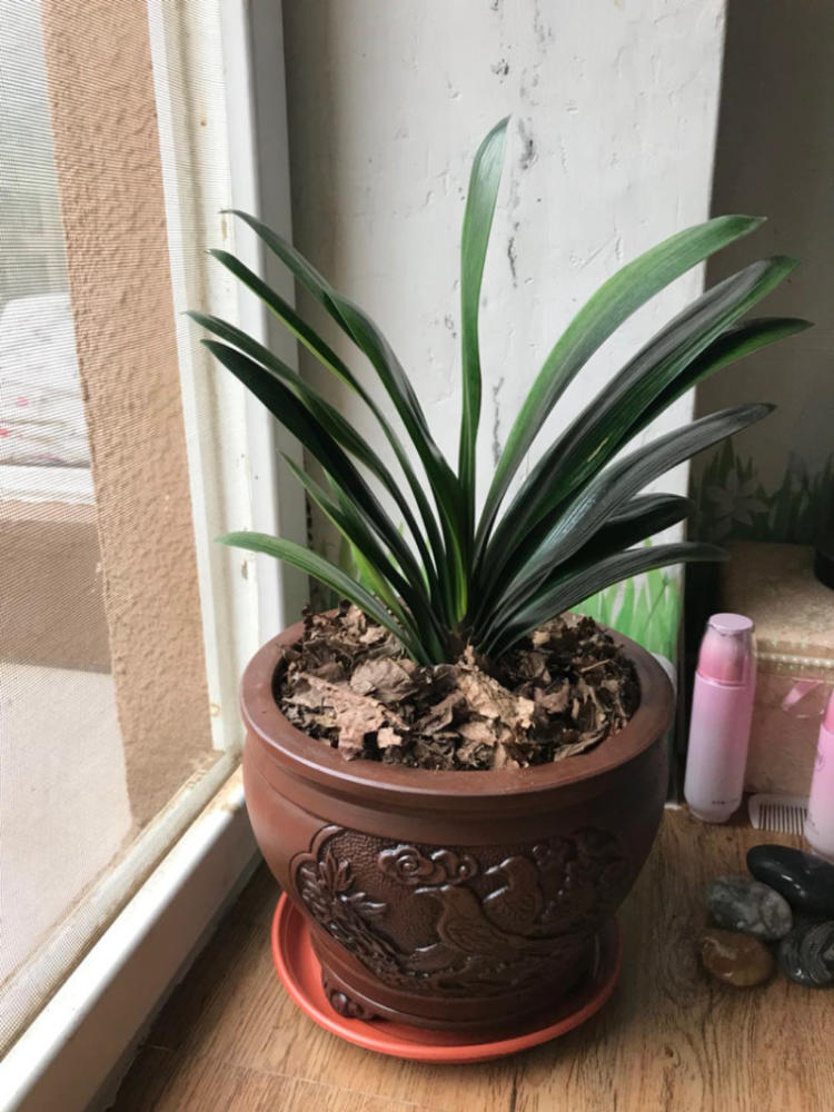 养君子兰最简单的方法,十年老花农养君子兰的秘诀