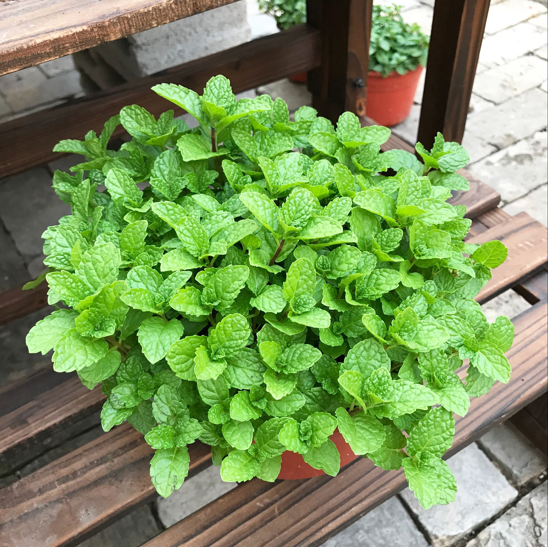 驱蚊抗寒最强的花卉,驱蚊最厉害的花盆栽