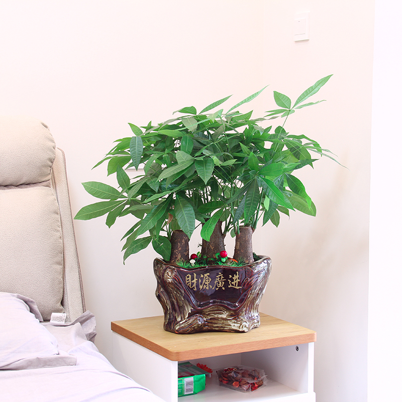 家养3种富贵花福气好运挡不住,七种富贵花图片