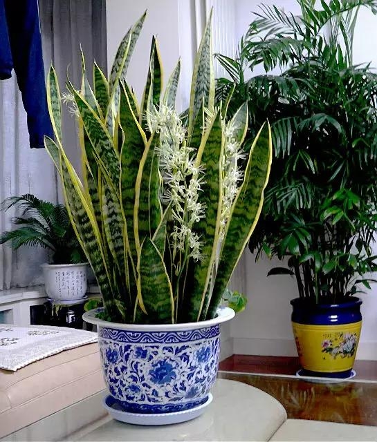 老人说三种花不吉利,这5种花适合老人养健康又长寿