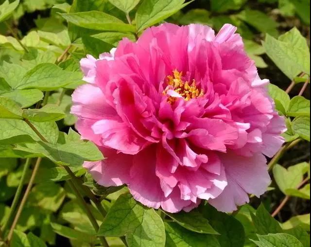 富贵花十种最吉利的花,哪些名花家里好养