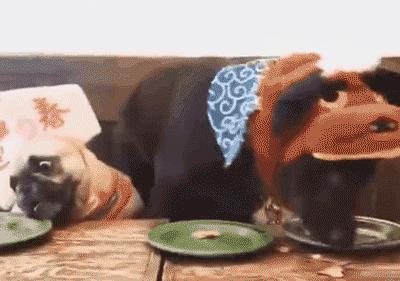 这几种食物，是狗狗的“补品”，价格也便宜