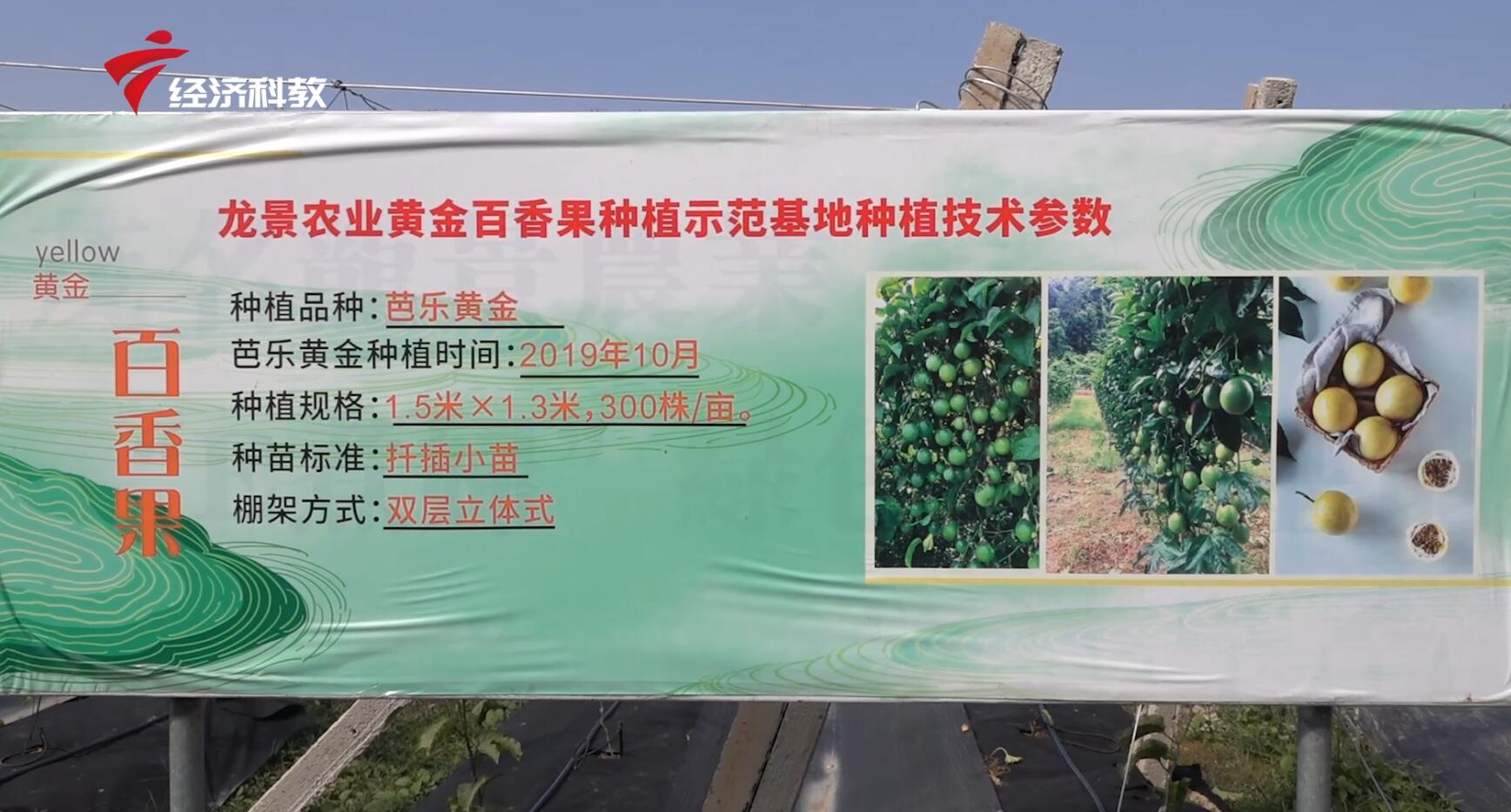 龙景农业,广东新闻联播经济社会发展