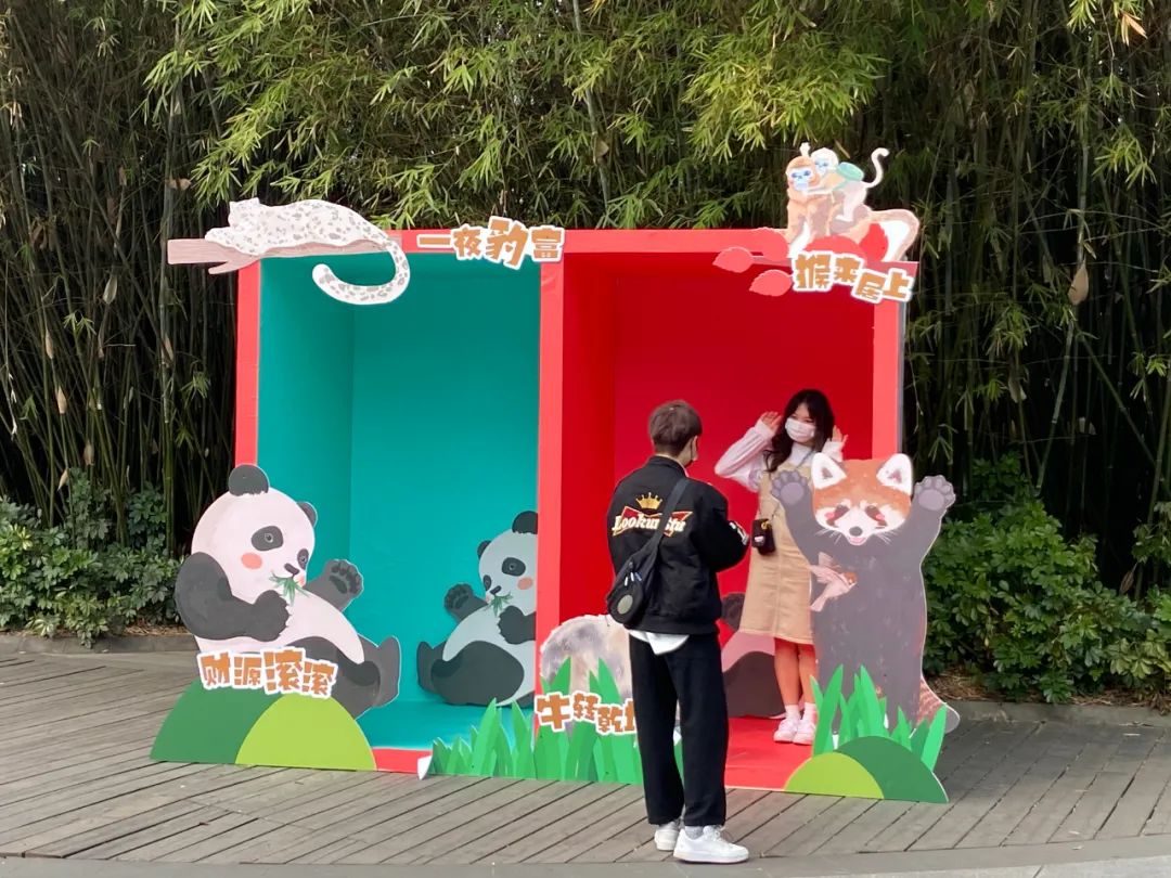 来成都看大熊猫攻略,成都看熊猫旅游攻略来了