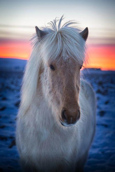 世界杯冰岛历程,世界杯冰岛表现
